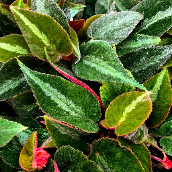 Begonia imperialis (Silver Band)