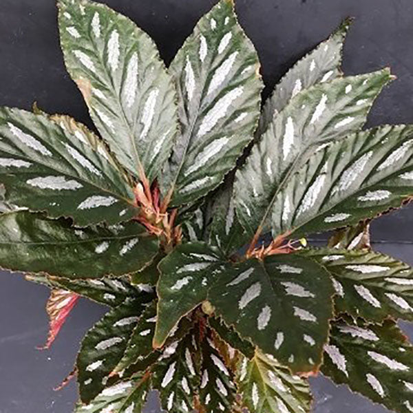 Begonia longimaculata – Steve's Leaves