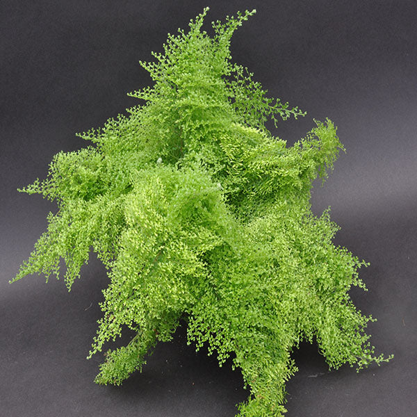 Nephrolepis exaltata 'Suzi Wong'