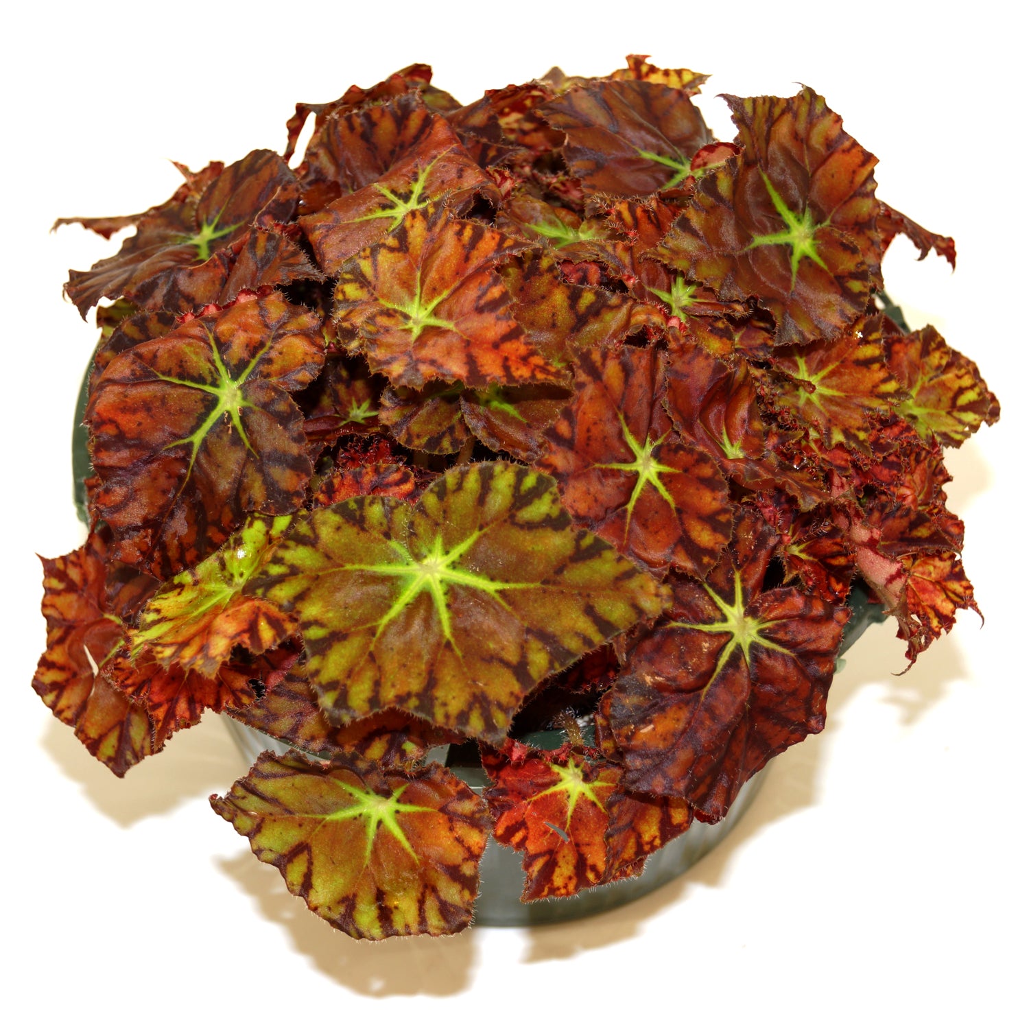 Begonia 'Aмelia's Kaleidoscope' | Steʋe's Leaʋes Begonia Exotic Plants
