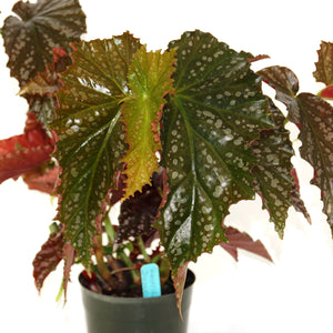 In Stock | Steve's Leaves Exotic Plants, Rare Tropical Plants & More – Page