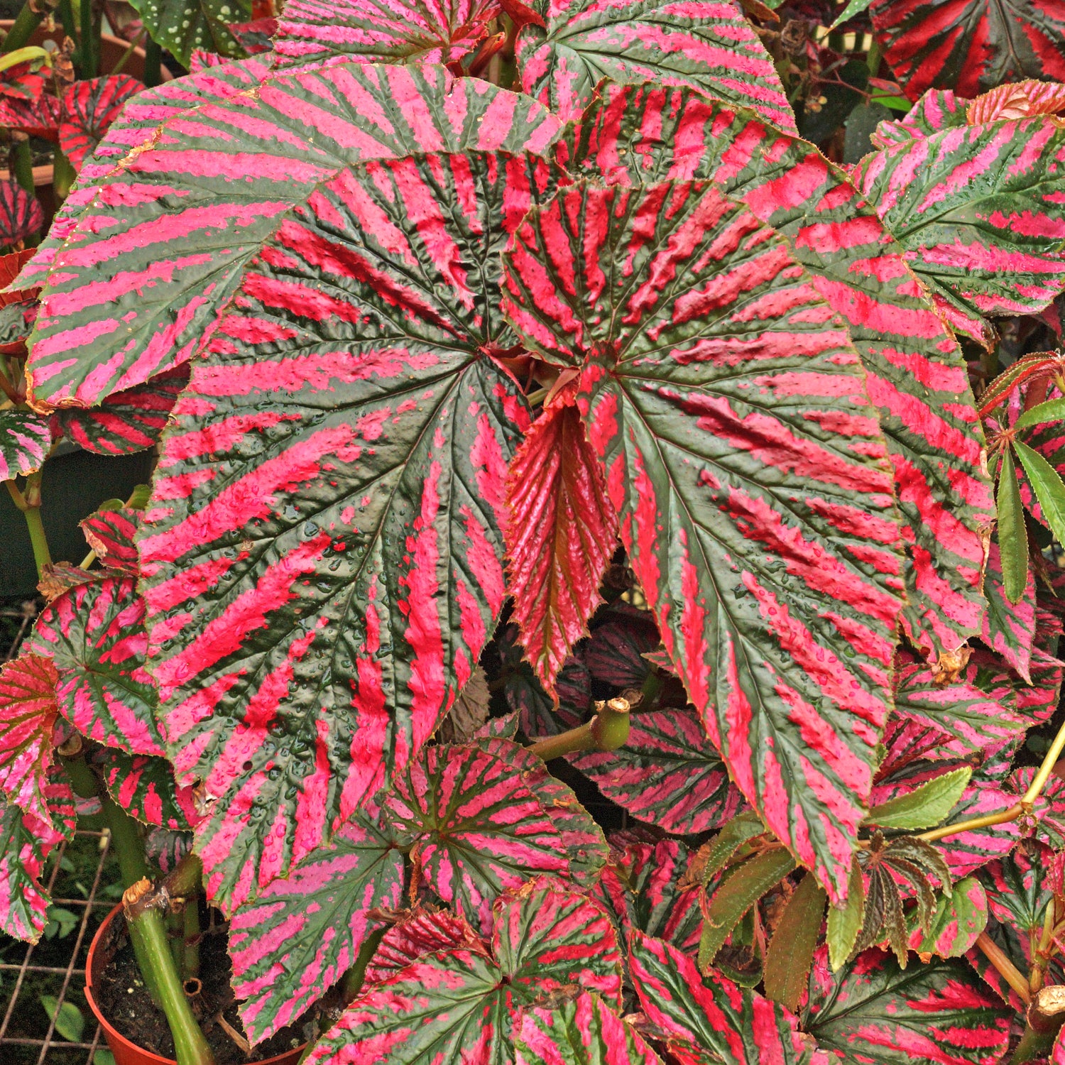 Begonia breʋiriмosa suƄsp. exotica – Steʋe's Leaʋes