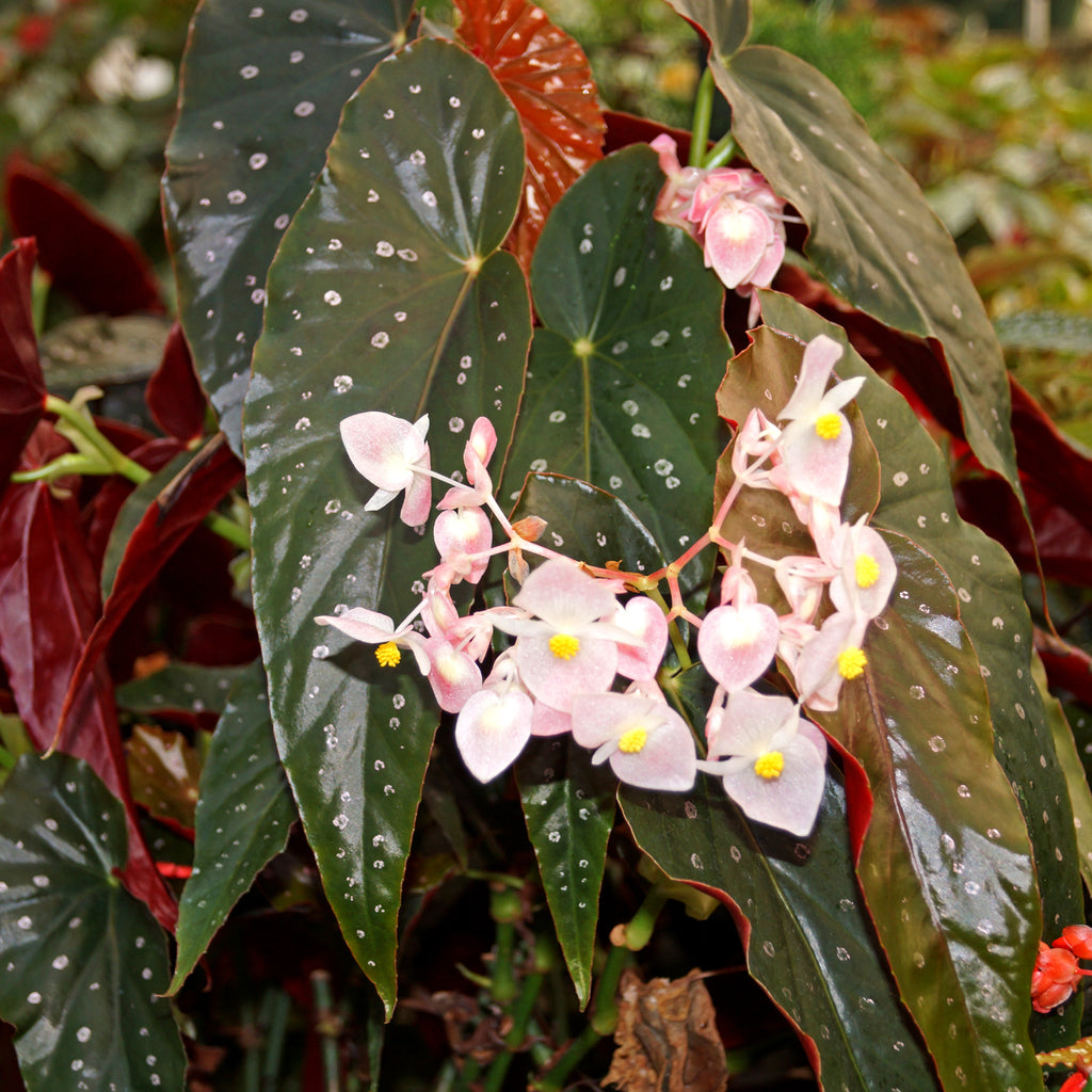 Begonia 'Elsa' | Steve's Leaves Begonia Exotic Plants