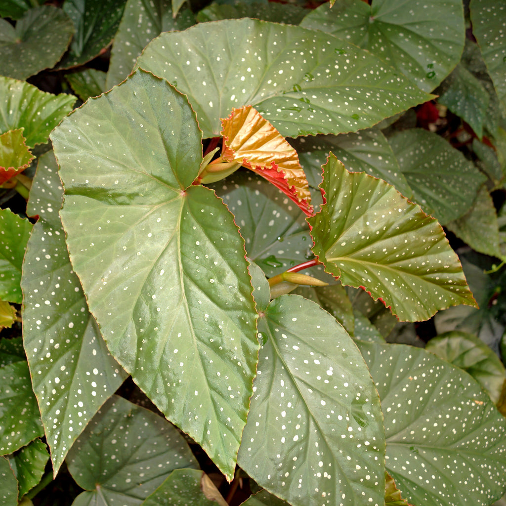 begonia-lucerna-angel-wing-begonia-steve-s-leaves-plants