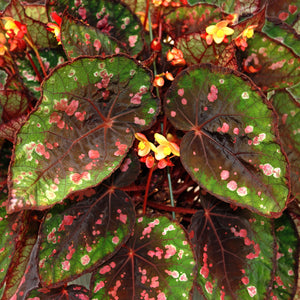 Begonias – Page – Steve's Leaves