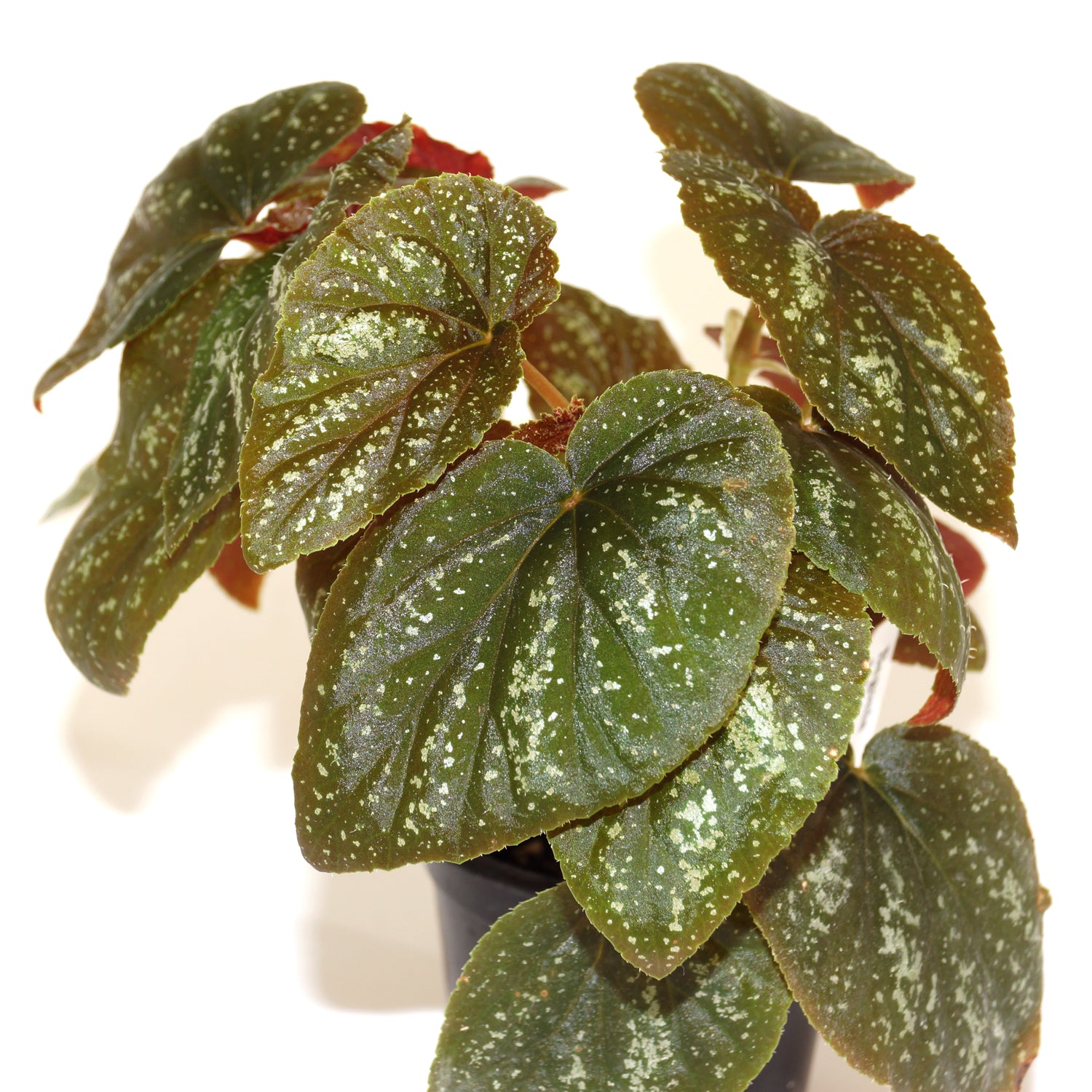 Begonia U168 Steve S Leaves