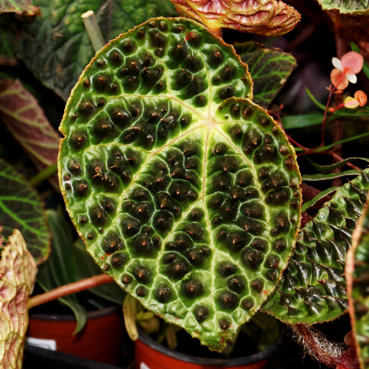 Begonia ferox – Steve's Leaves
