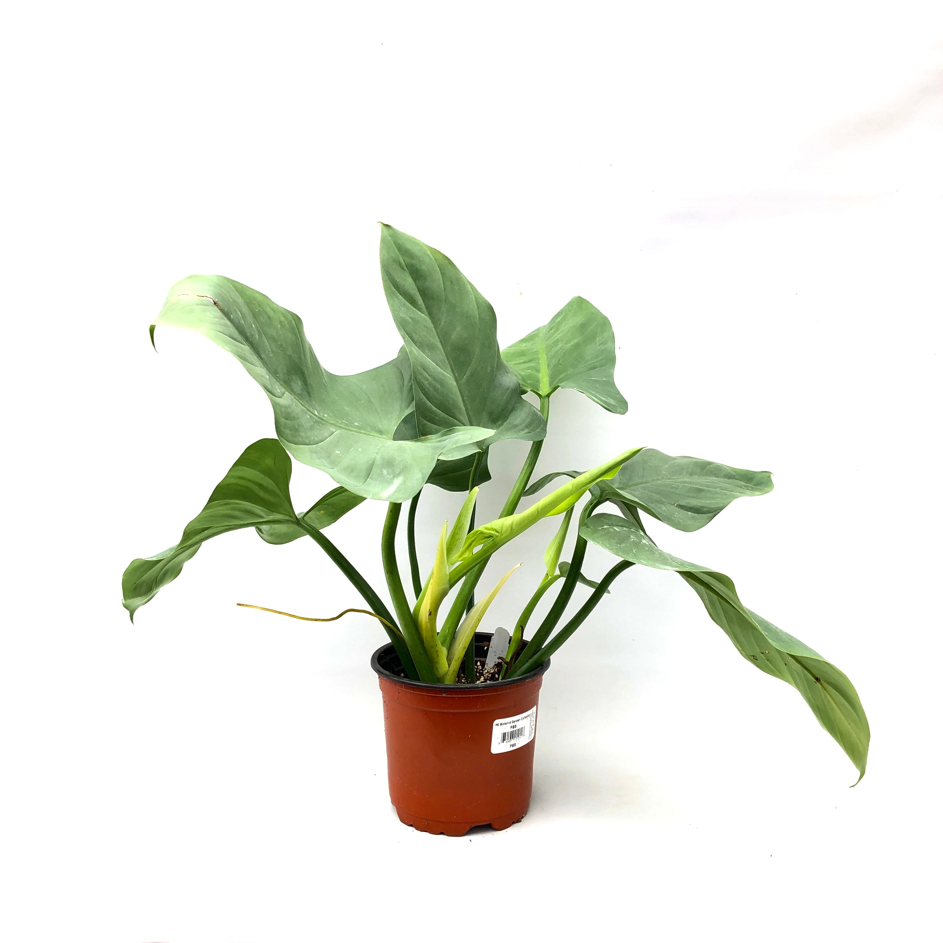 Philodendron Hastatum Glaucophyllum Limit Of 1 55 Pot Steves Leaves 6597