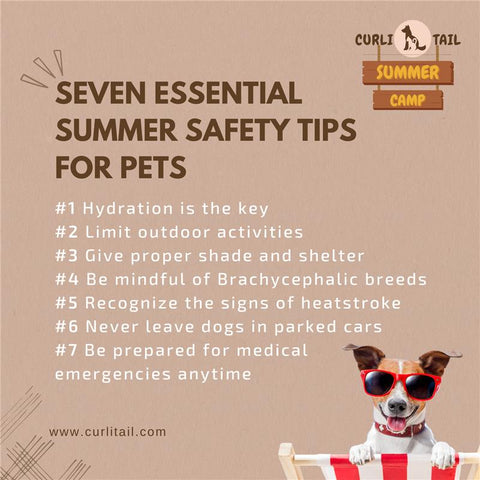 Essential summer care tips for pets