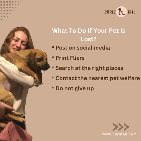 What To Do If Pets Are Lost