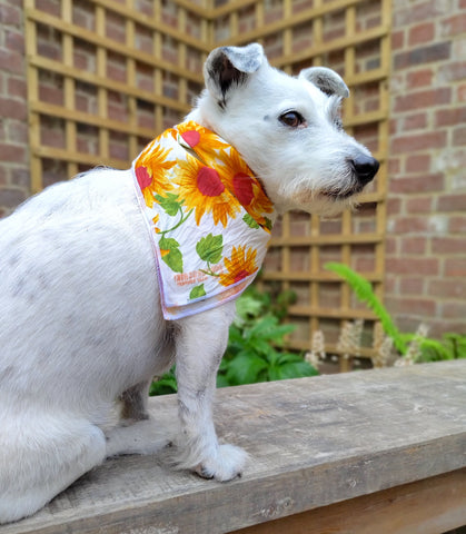 Dog wearing sunflower print furoshiki as a bandana
