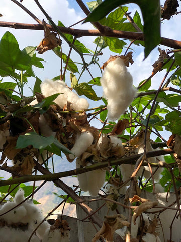 Cotton trees