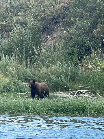 grizzly sighting in jackson, WY
