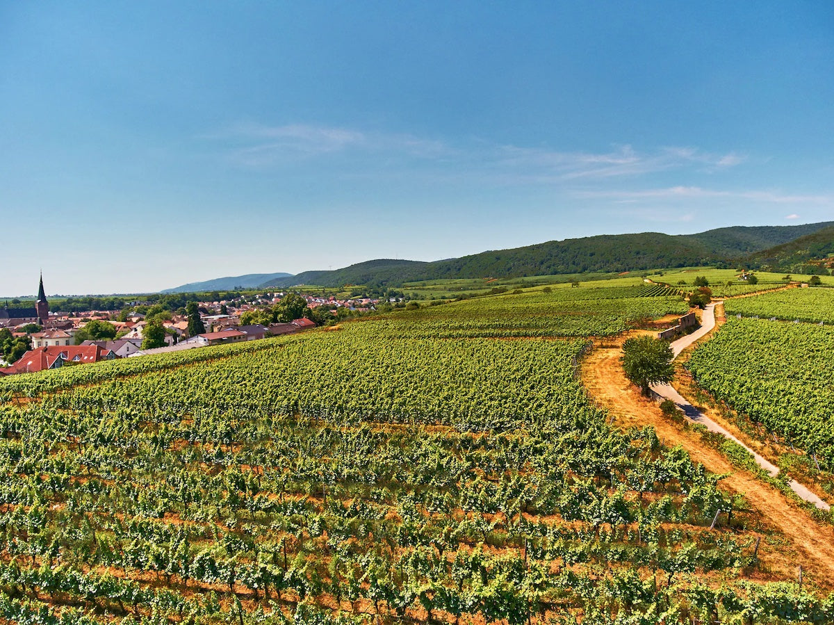 Kalkofen vineyards near Deidesheim