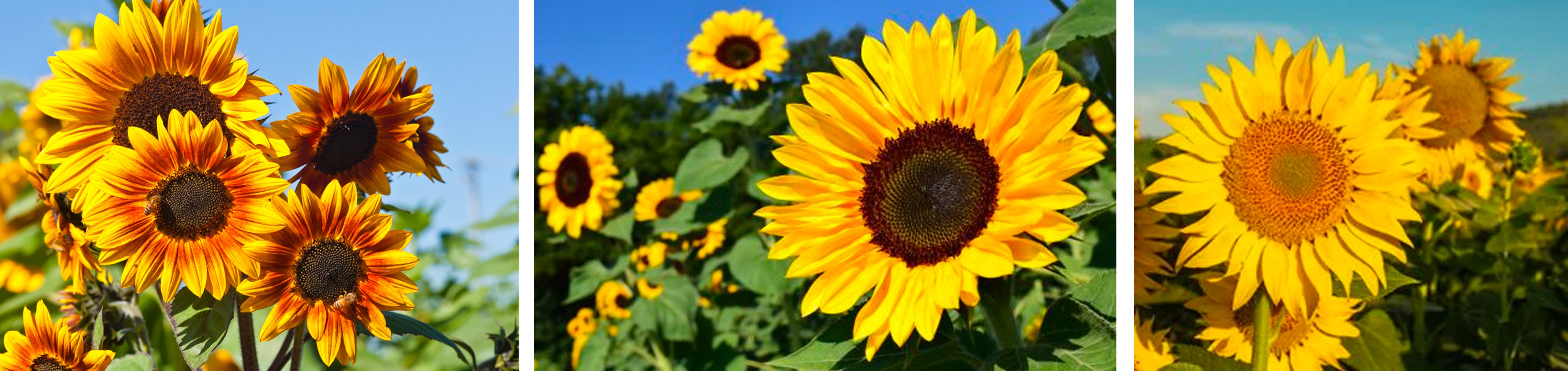 Sunflowers