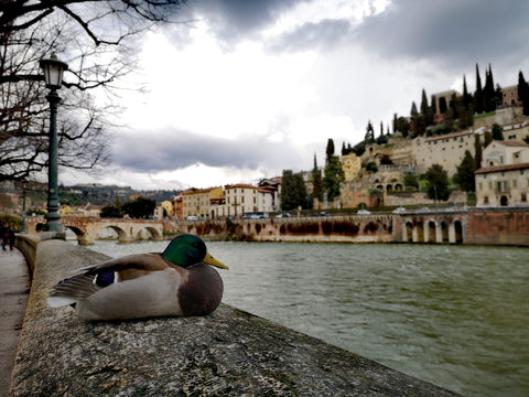 Un giorno a verona cosa vedere in un giorno a Verona