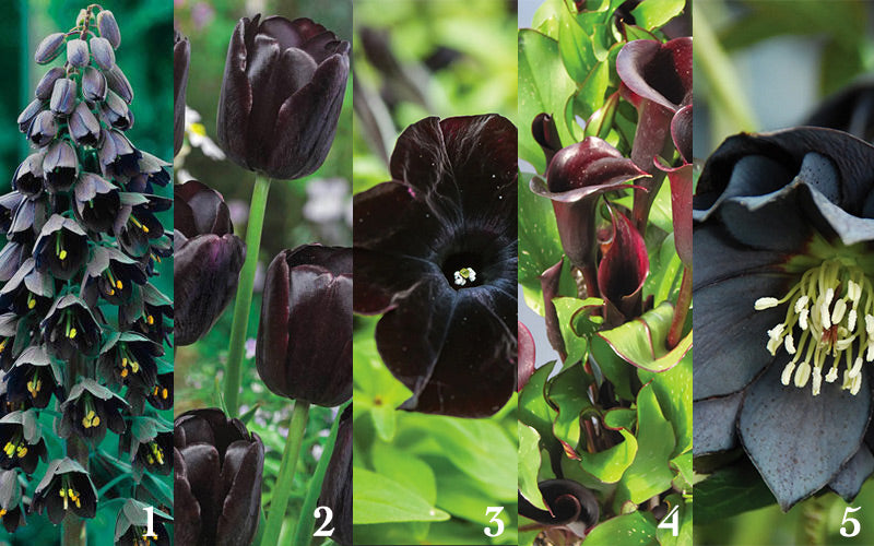 Black Flowers Fritillaria Tulip Petunia Calla Lily Hellebore