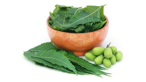 Neem (Indian Lilac) is a very popular natural remedy to treat dandruff at home.