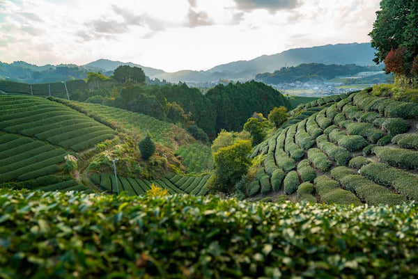 Uji green tea plantation