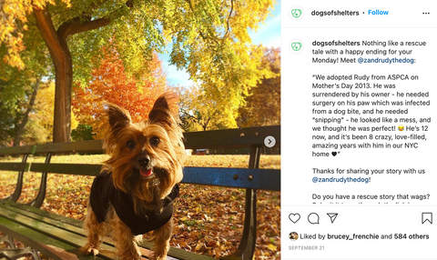 Dogsofshelters - Instagram Profile - New Age Walls