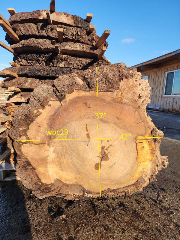 Claro Walnut Burl 39