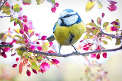 Spring bird with blossom