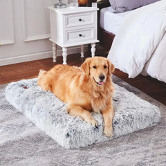 Best Bed for Senior Dogs