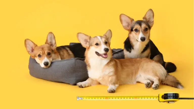 Three happy corgis relaxing on a calming dog cushion, with a measuring tape in the foreground for size reference