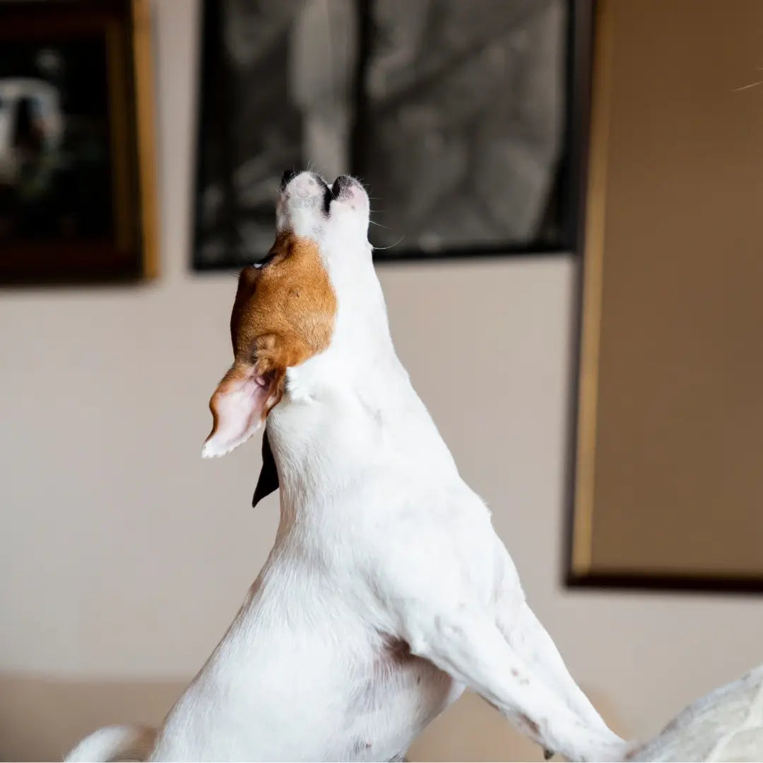 A small dog with a brown and white coat looks upward, howling