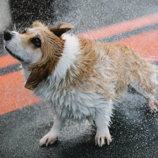 rainy day dog walk