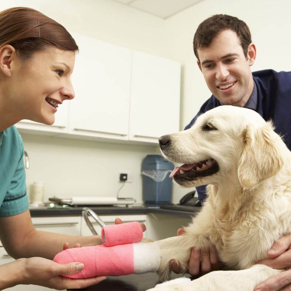 pet surgery aftercare