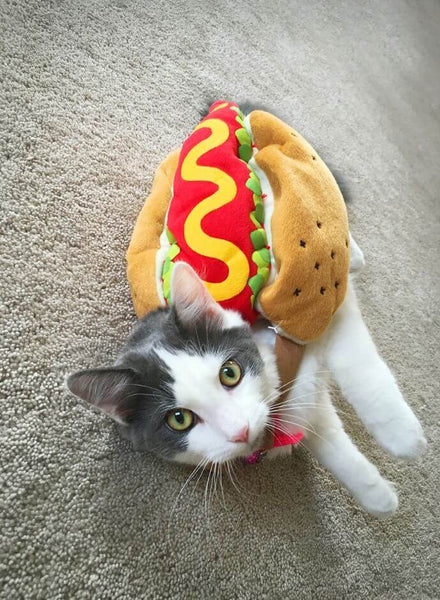 Halloween for pets