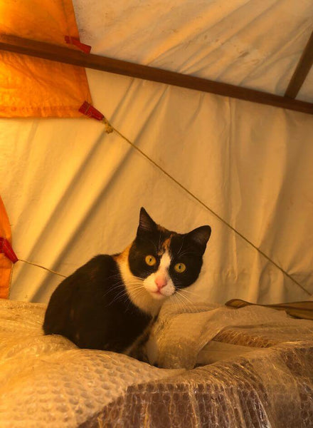 cat camping