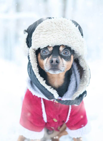 keep pets warm