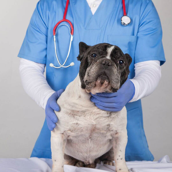 pet surgery aftercare