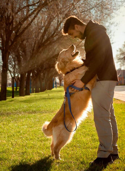 new years with pets