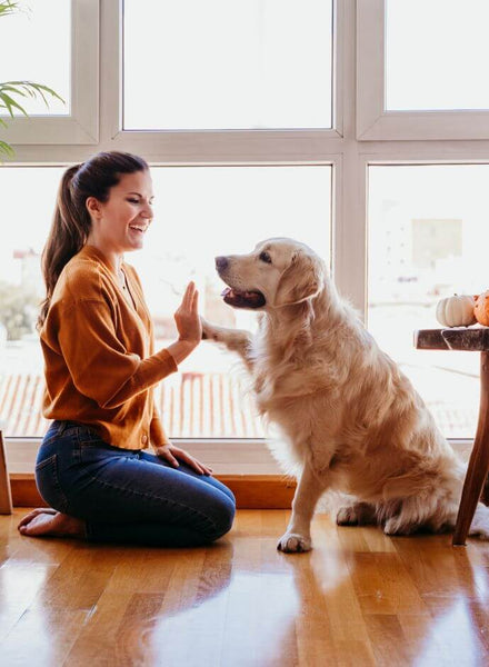 new years with pets