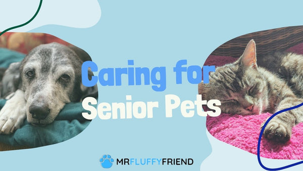 improve senior pets life