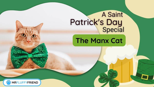 what-is-a-manx-cat