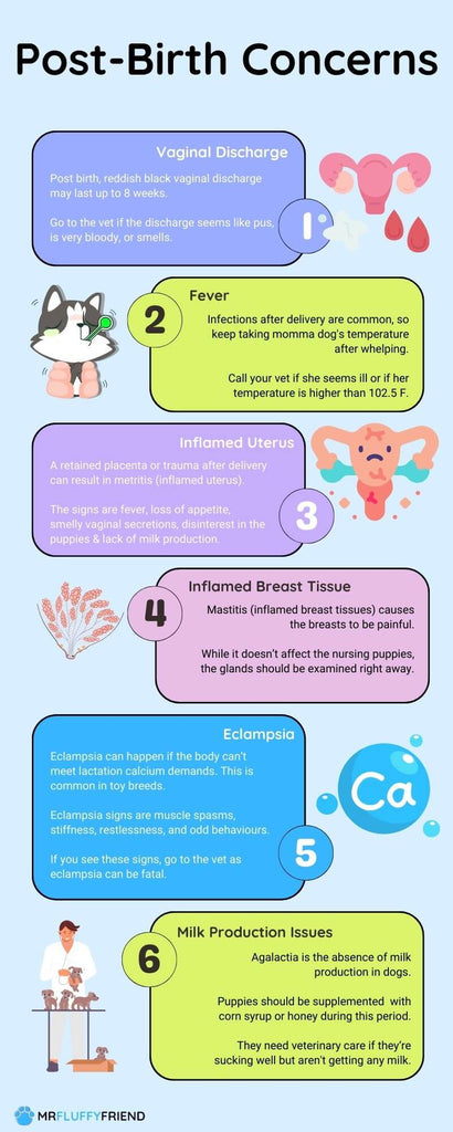 Pregnant-Dog-Care-Tips