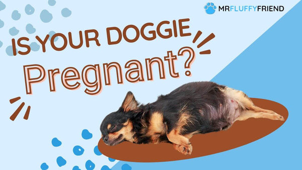 Pregnant-Dog-Care-Tips