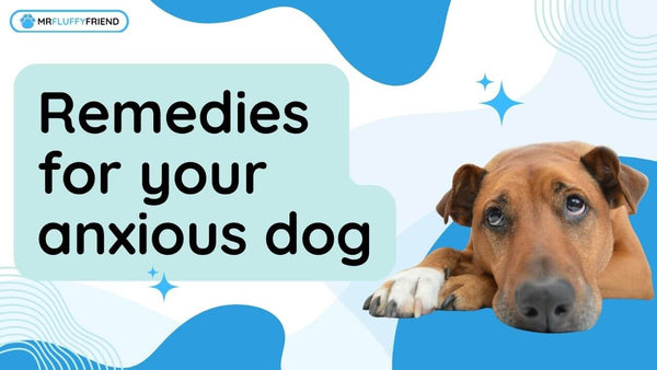 anxious dog remedies