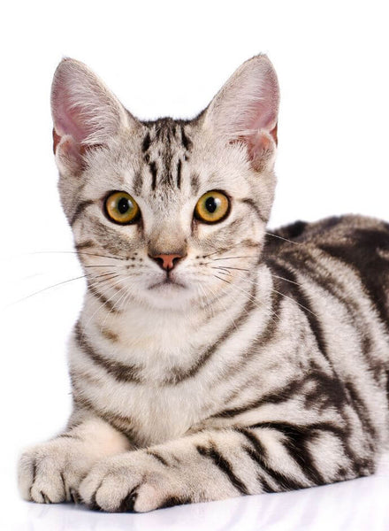 best cat breeds american shorthair