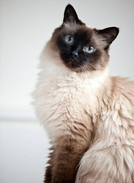 best cat breeds birman