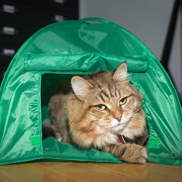cat camping