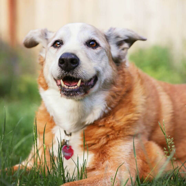 improve senior pets life