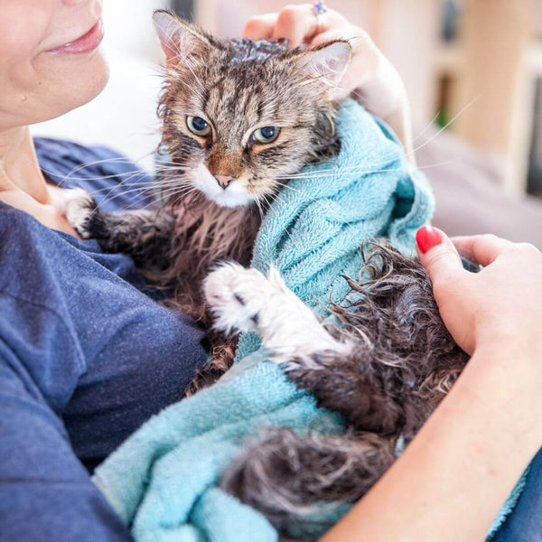 how to wash a cat without water