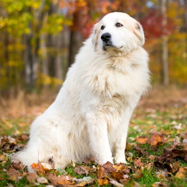 fluffy dog breeds