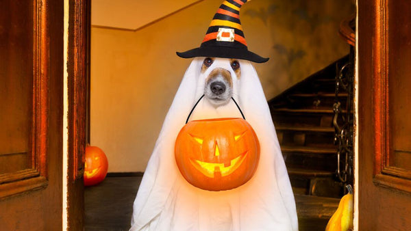 Halloween for pets