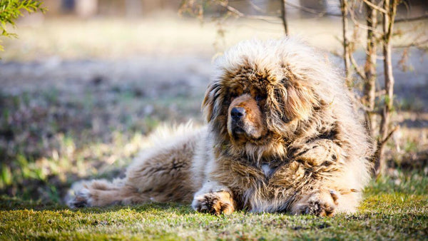 24 Fluffy Dog Breeds with Cloud-Like Coats (Including Pictures)